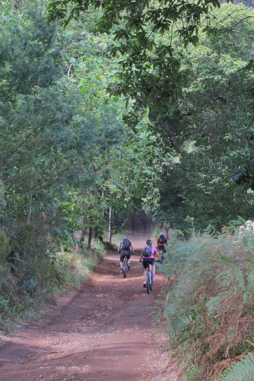 Rider on a forest track