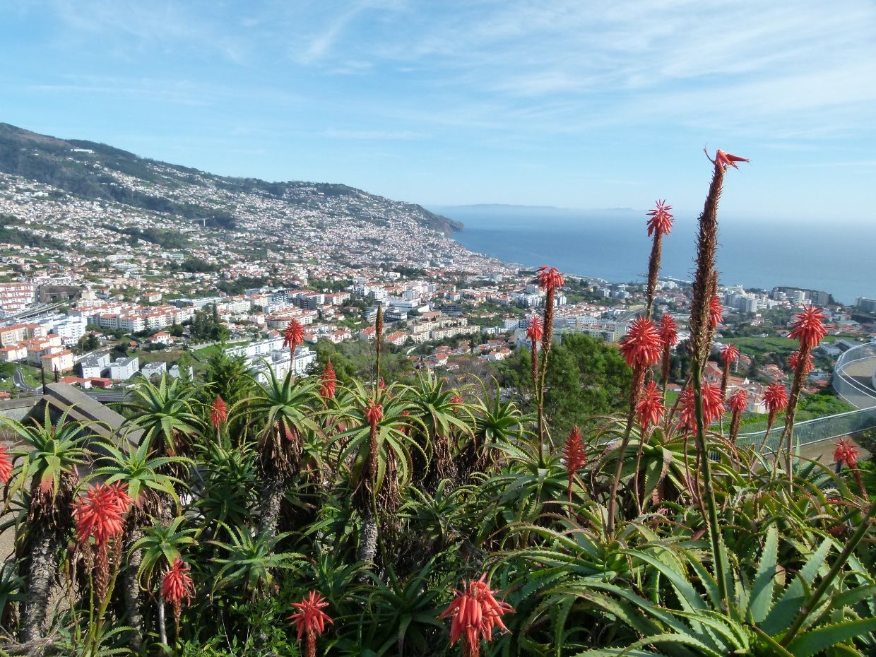 View of Funchal